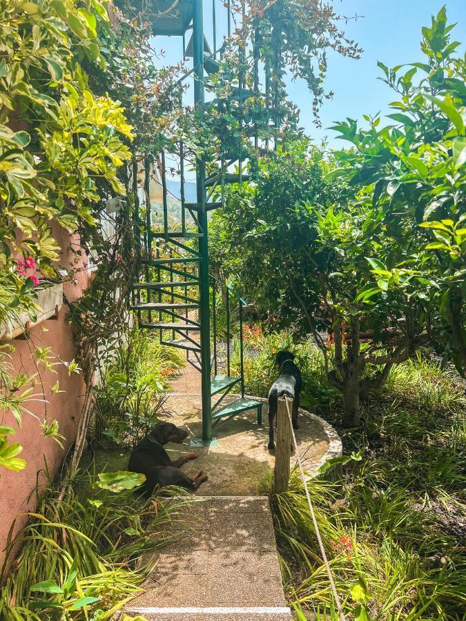 Canarian Cottage With Terrace Surrounded By Garden - Alisios La Orotava Ngoại thất bức ảnh